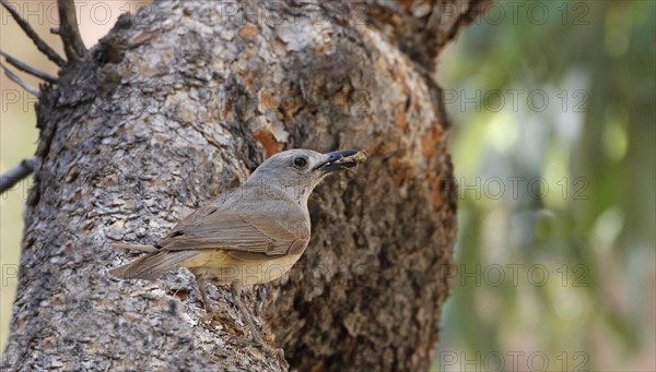 Sandstone Shrike-thrush