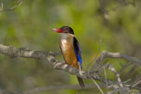 Black-capped Kingfisher