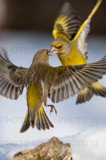 European Greenfinch