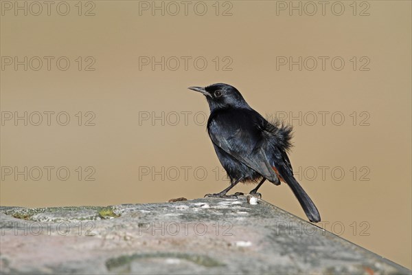 Indian Robin