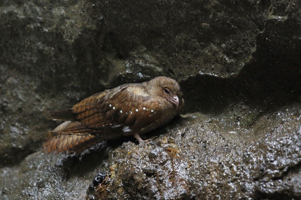 Oilbird