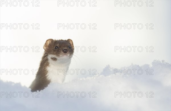 Weasel