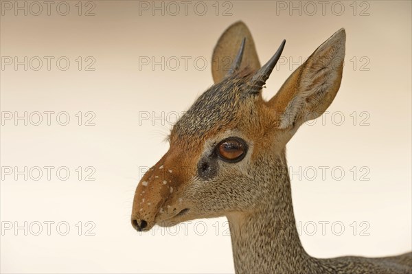 Kirk's Dik-dik