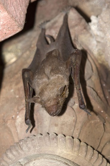 Naked-rumped Tomb Bat