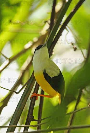 White crescent manakin