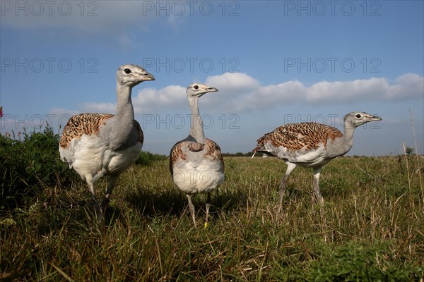 Great bustard