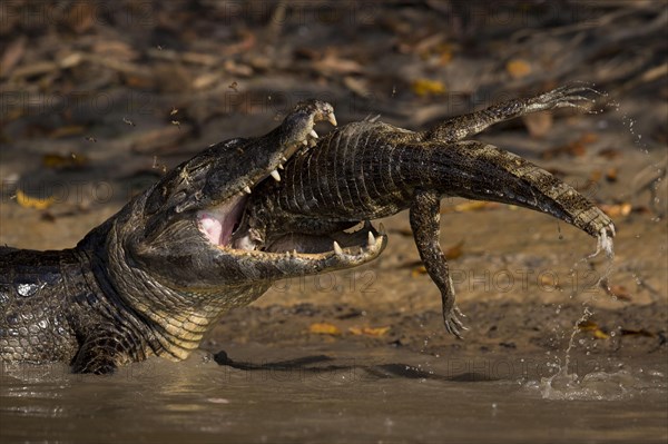 Spectacled Caiman