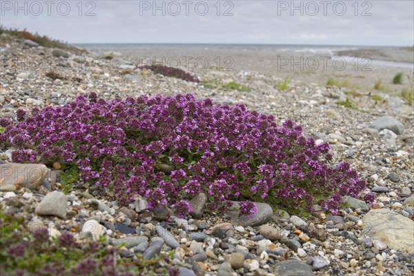 Early flowering thyme