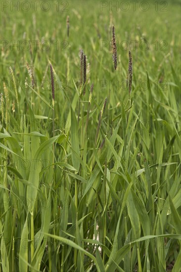 Blackgrass