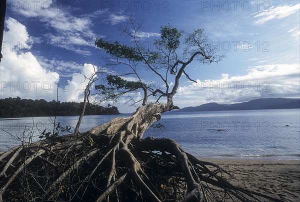 An uprooted tree on the coast in Chidiya Tapu