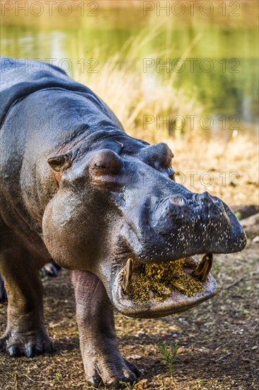 Hippo feeding