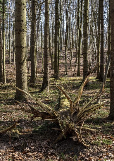 Entwurzelte Baeume in Wald und Flur