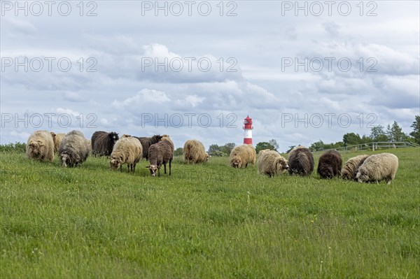 Norwegian sheep on the dike