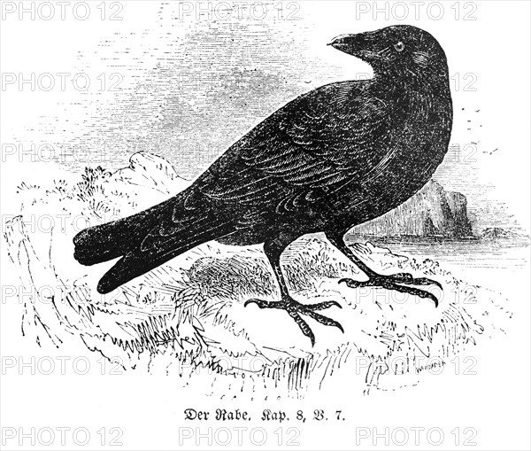 Raven