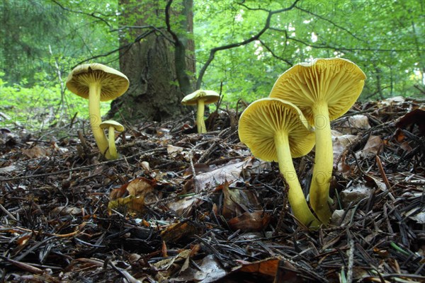 A group of Sulphur Knightlings