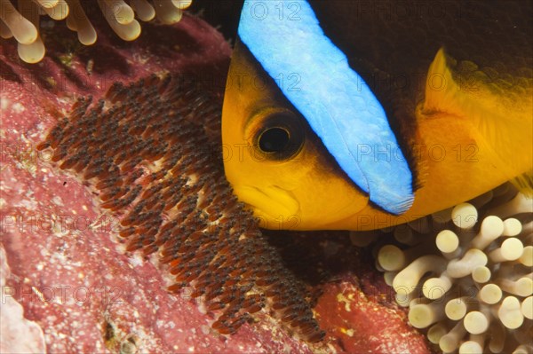 Clark's anemonefish