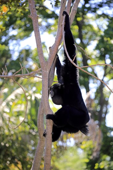 Siamang