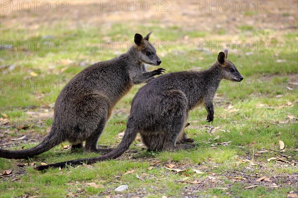 Swamp wallaby