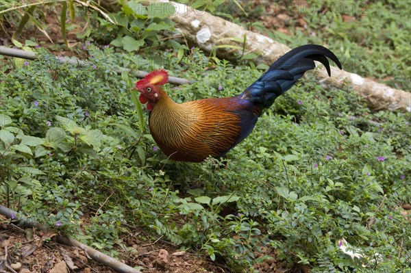 Gallus lafayettii