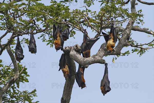 Indian flying fox