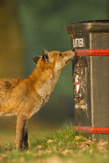 European Red Fox