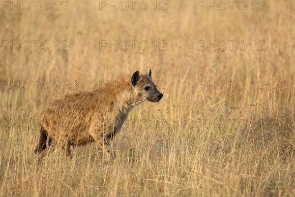 Spotted Hyena