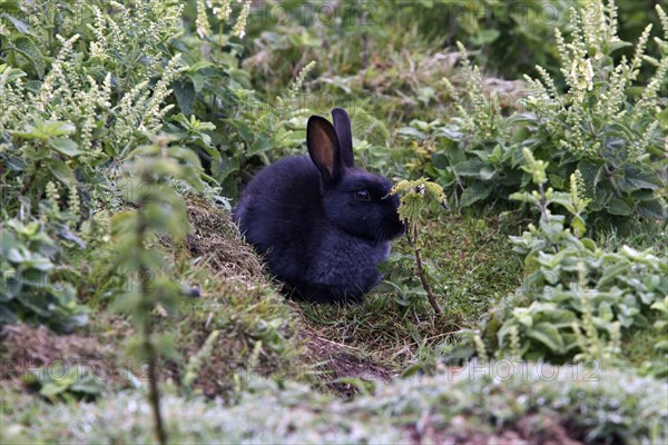 European rabbit