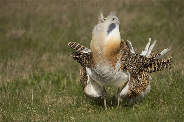 Great Bustard