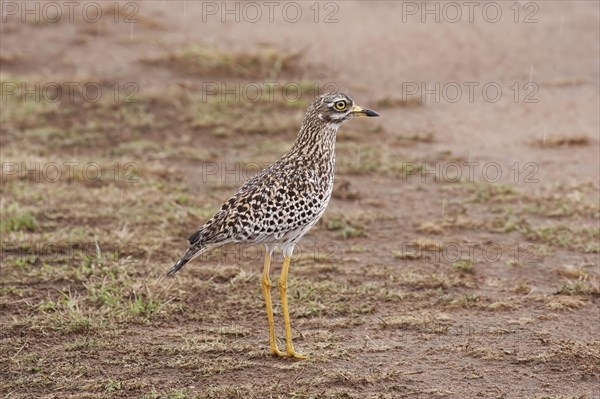 Spotted Dikkop