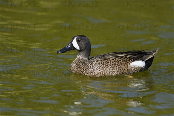 Blue-winged teals