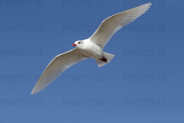 Black-headed Gull