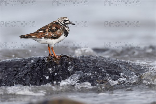 Ruddy ruddy turnstone