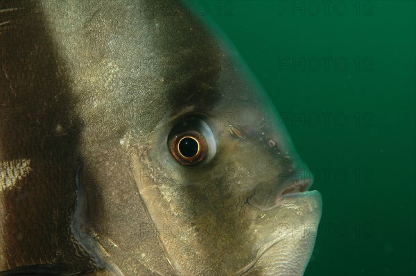 Longfin Batfish