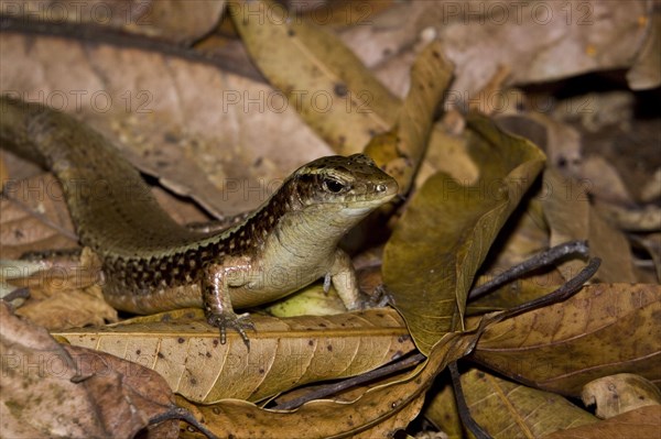 Madagascar Ringed Lizard