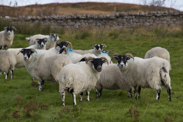 Scottish black face sheep