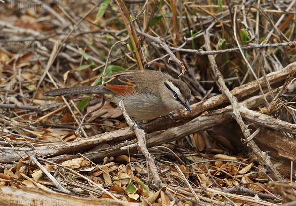 Brown-crowned tchagra