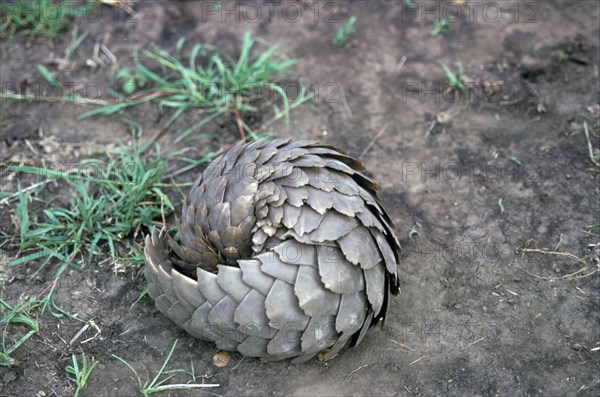 Ground pangolin