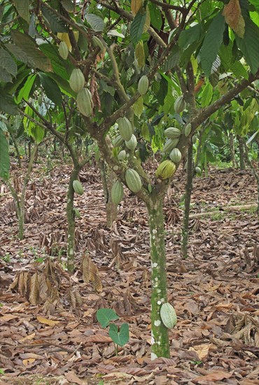 Cocoa tree