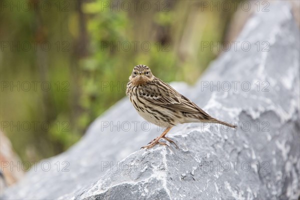 Red-throated Pipit