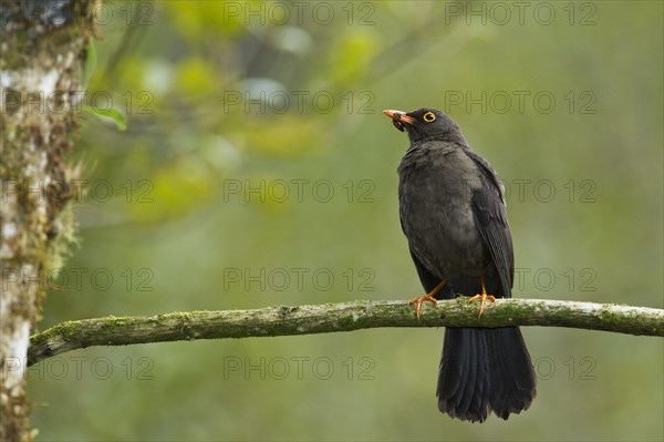 Great Thrush