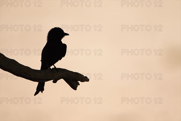 Fork-tailed drongo