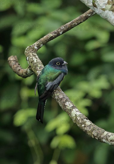 Trogon violaceus caligatus