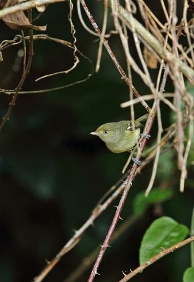 Jamaican Vireo