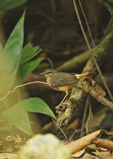 Buff-rumped Warbler