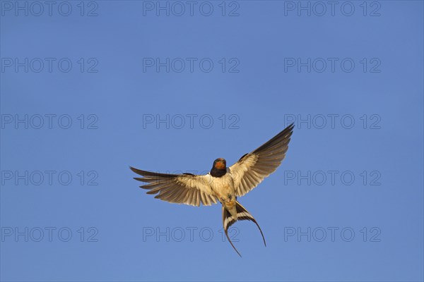 Barn Swallow