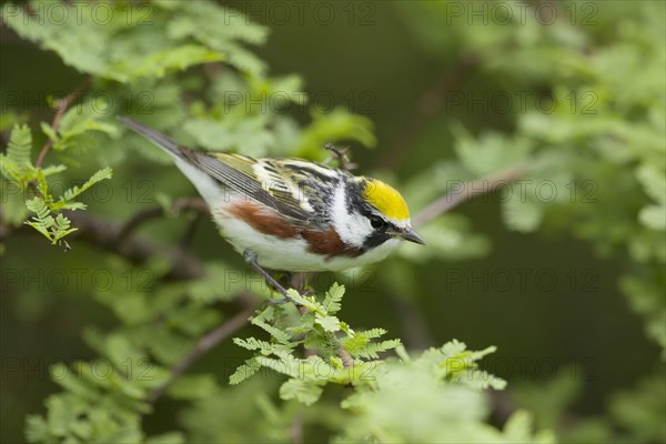 Chestnut-sided Warbler