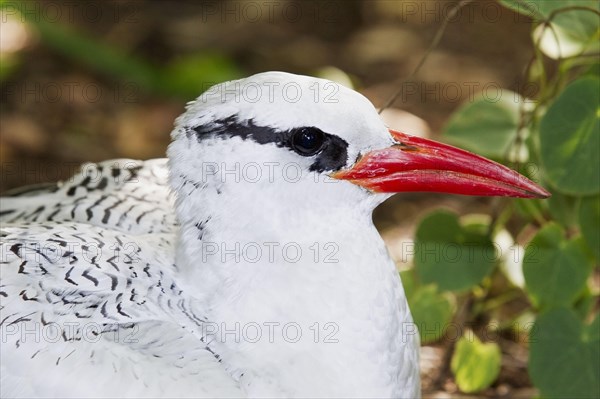 Red-billed Tropicbird