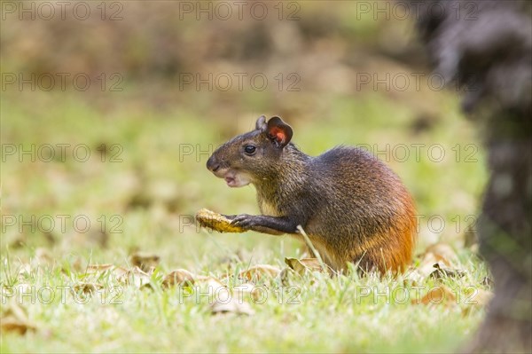 Red-rumped Agouti