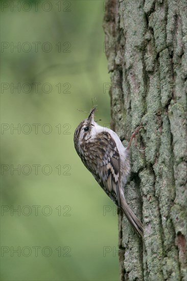 Common Treecreeper