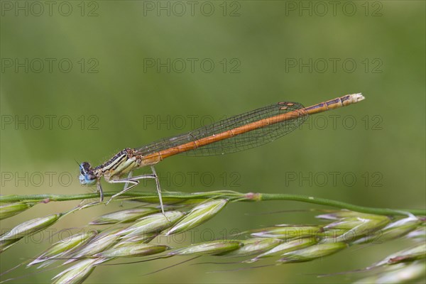 Orange White-legged Damselfly